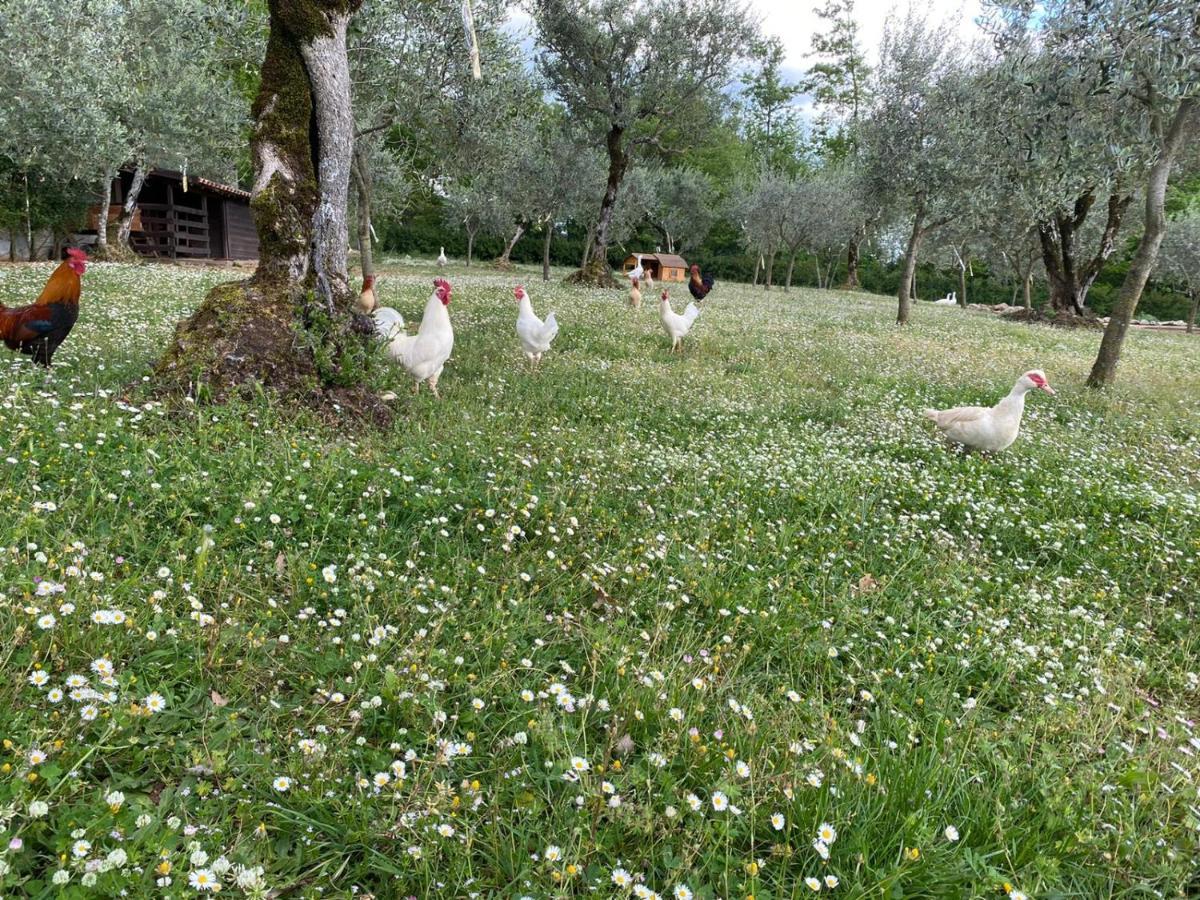 Agriturismo L'Ulivo Падула Экстерьер фото